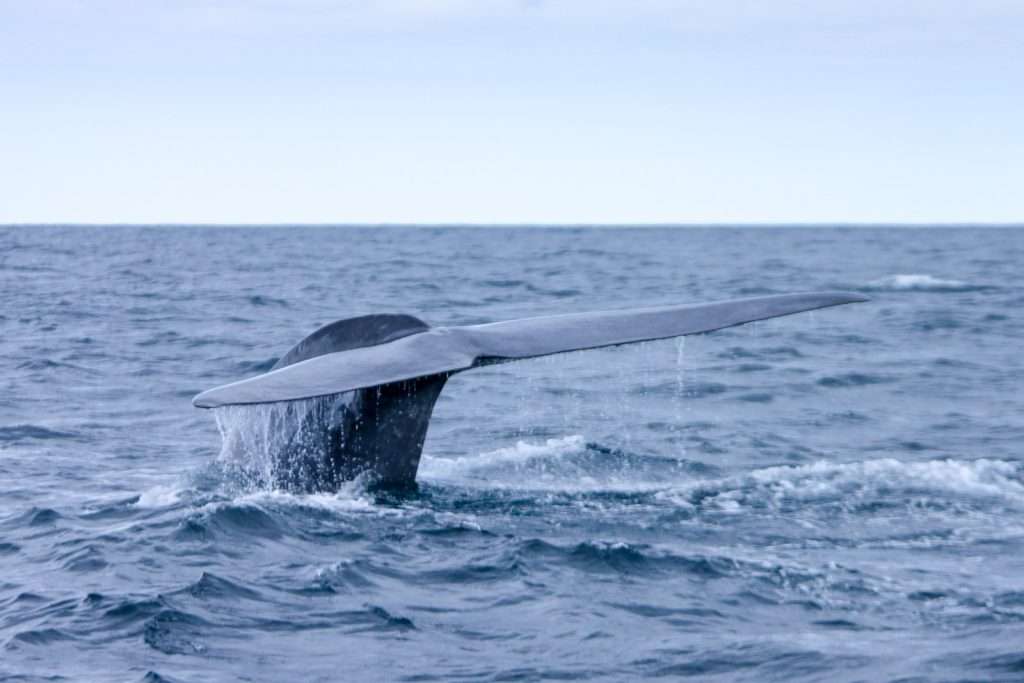 See the Azores from a Charter Yacht