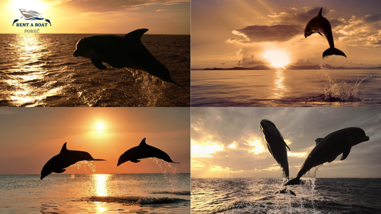 private family dolophin watching. tour 768x432